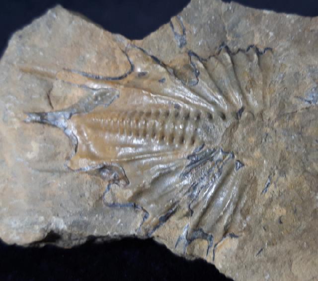 Psychopyge termierorum MORZADEC 2001 - Bild &copy; FossNet FossilienStore